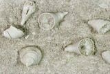 Mississippian Cuneate Coral (Neozaphrentis) Fossils - Arkansas #148588-1